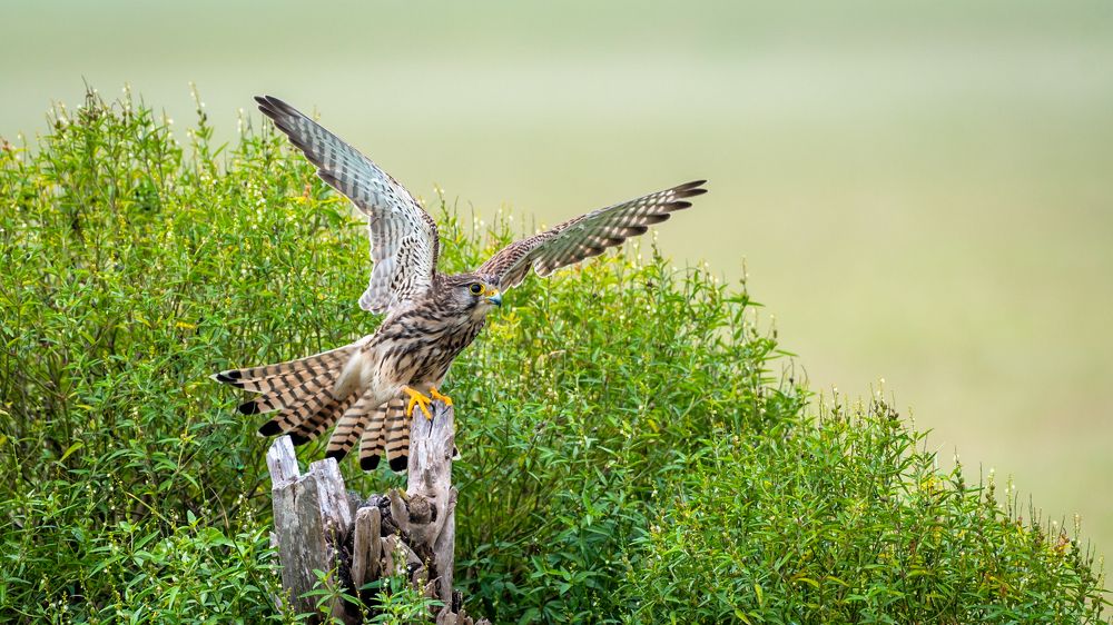 Photograph by DHANASEKAR R