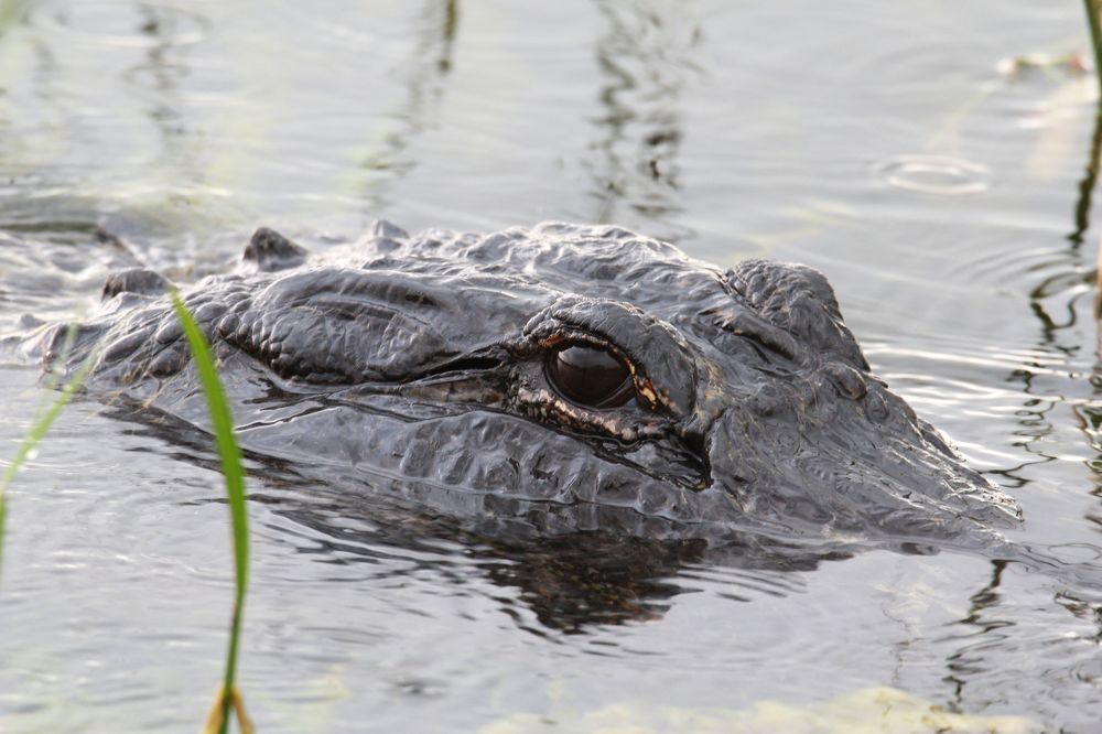 Photograph by Senthil Venugopalan
