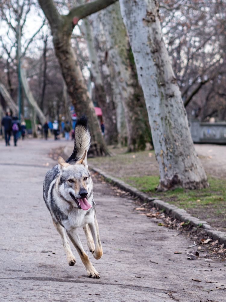 Фотография автора Denes Doma