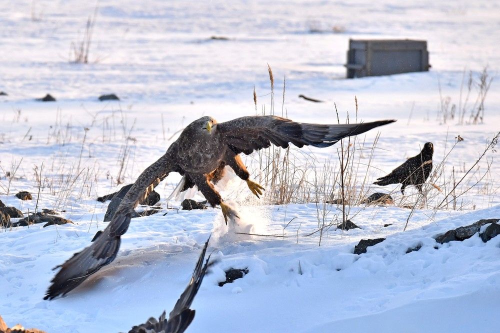 Photograph by Александр Рыжук