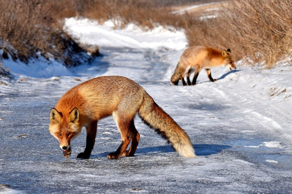 Photograph by Александр Рыжук