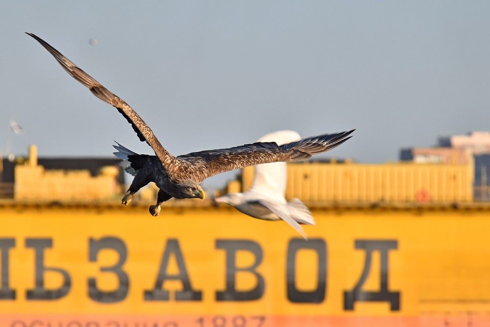 Photograph by Александр Рыжук