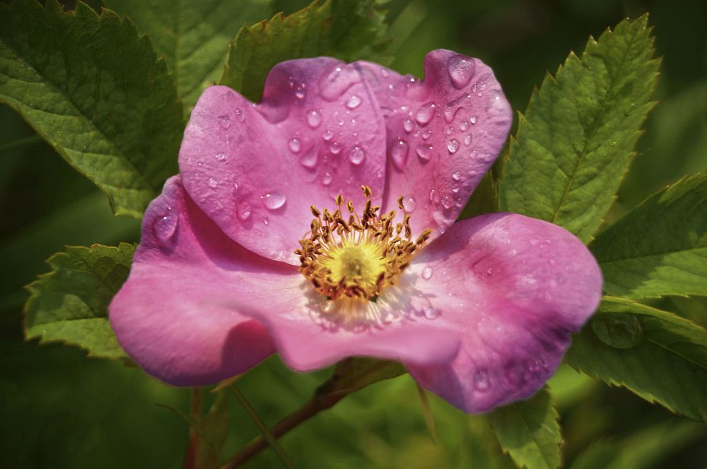 Photograph by Татьяна Мишустина