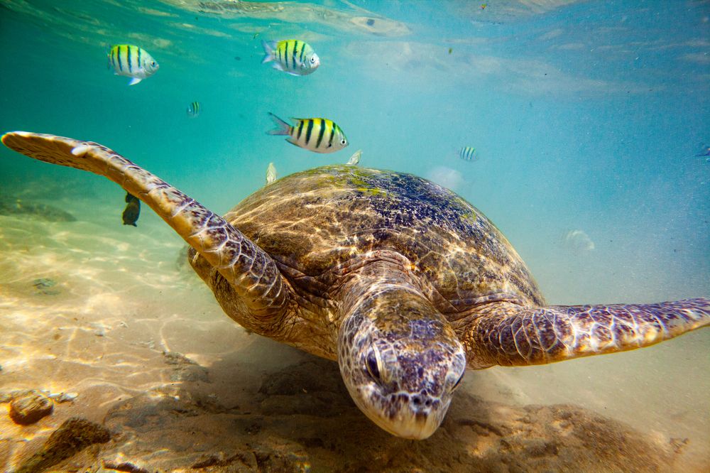 У берегов Шри-Ланки.