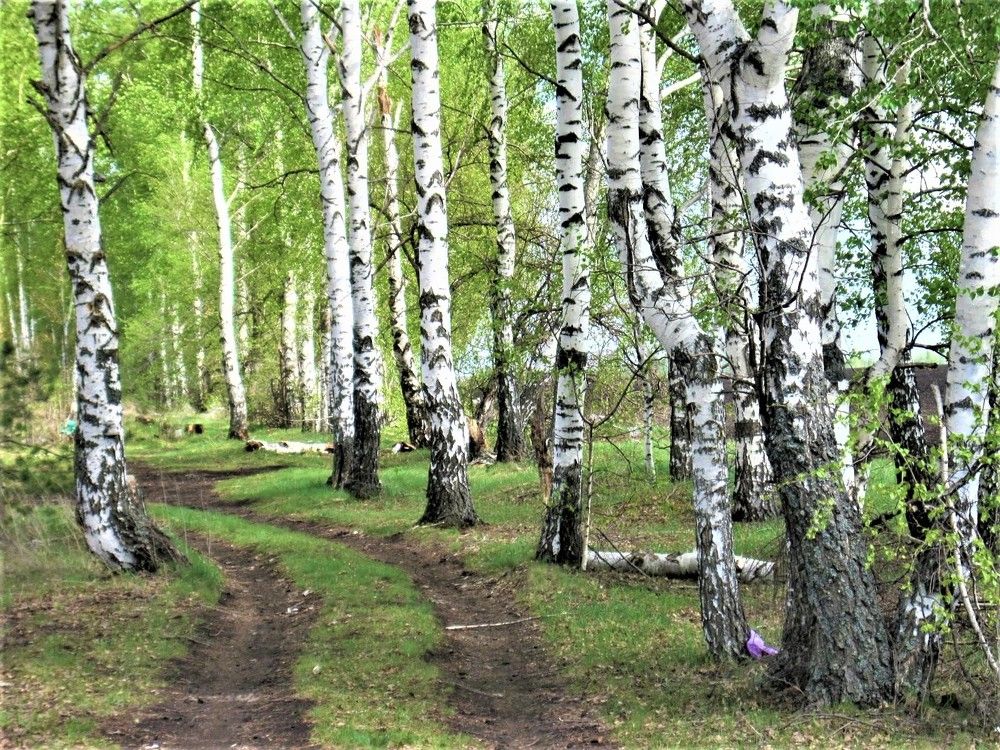 ВЕЧЕРОМ В БЕРЕЗНЯКЕ