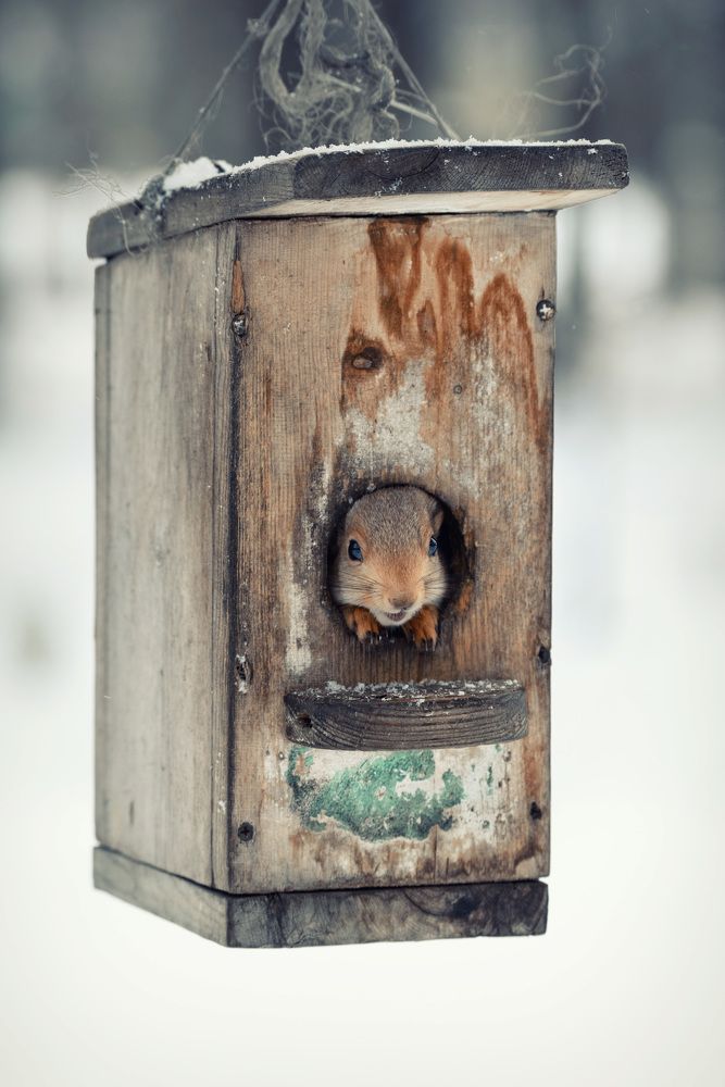 Белочка в скворечнике