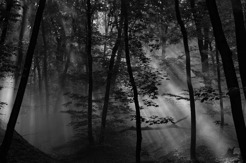 Туман в лесу/Fog in the forest