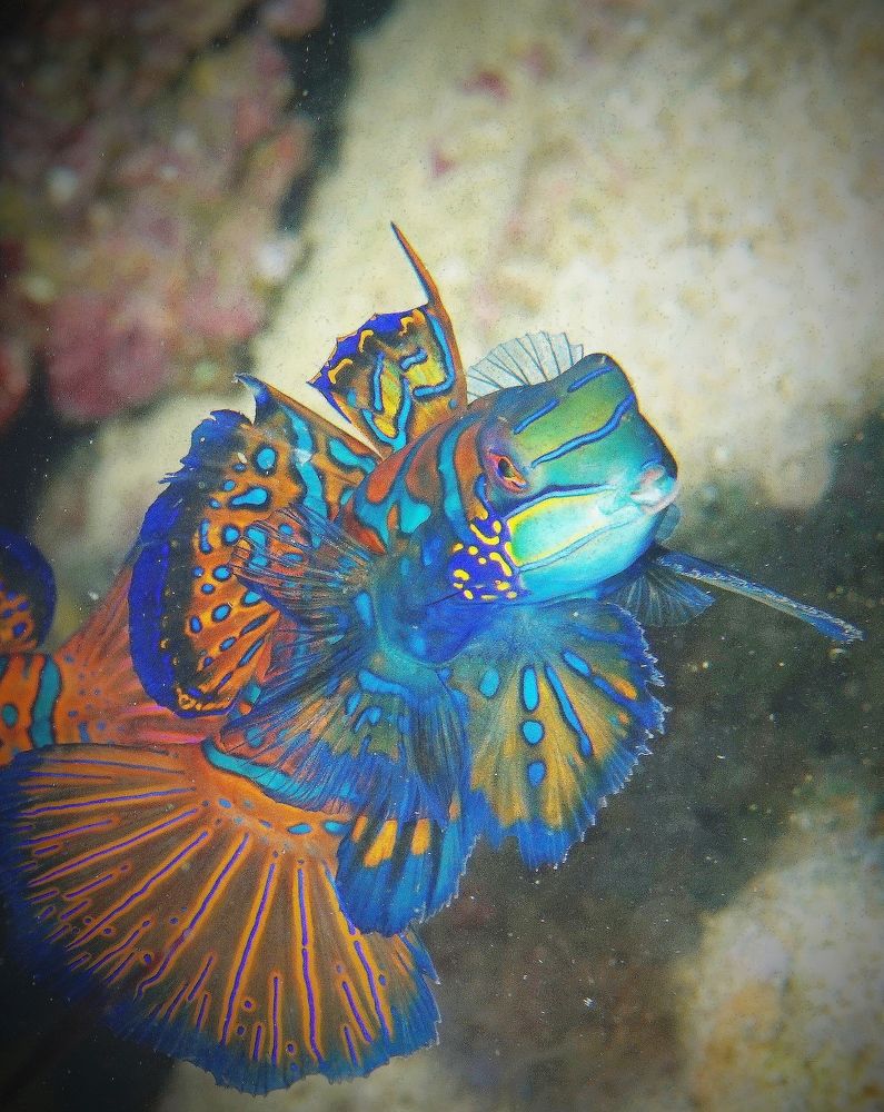 Mandarin Fish