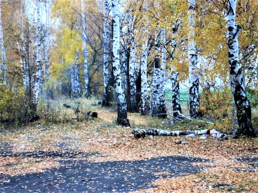 ОСЕННИЙ БЕРЕЗНЯК