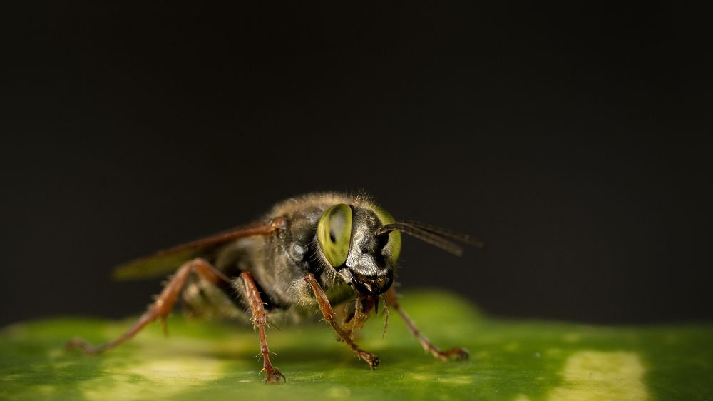 Photograph by Chaitanya Dudhalkar