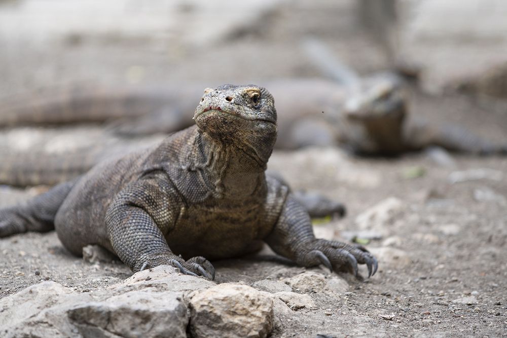 National Park Komodo