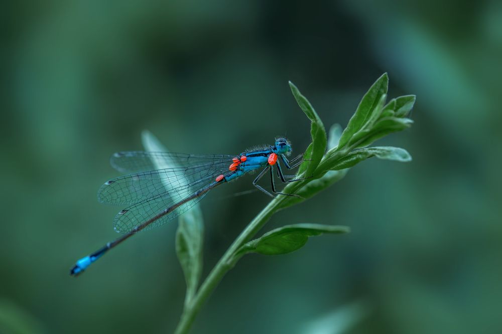 Фотография автора Dolli Pogrebnaya