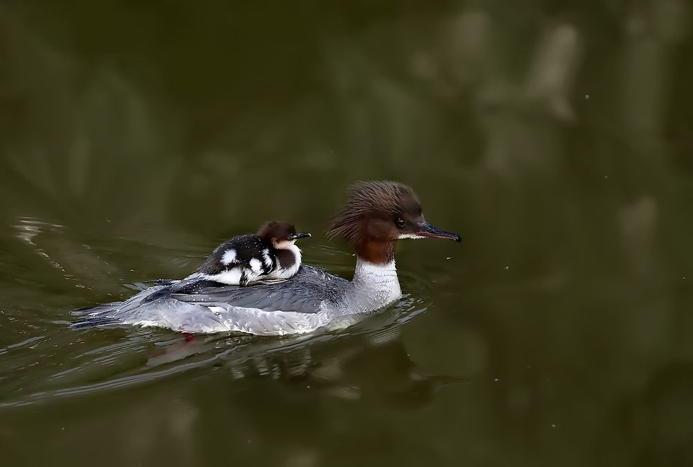 Крохаль с птенцом.