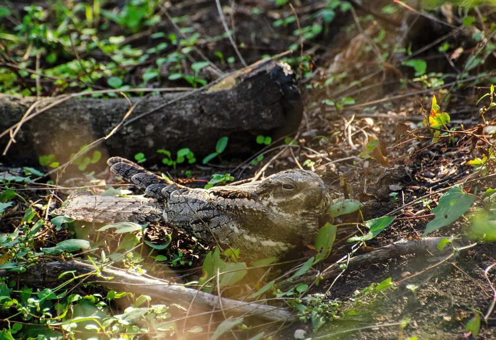 Photograph by Мария Кузьмина