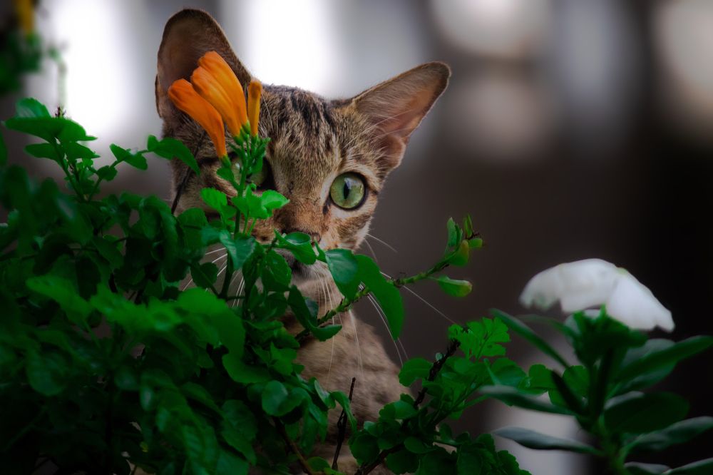 Фотография автора Navedkhan Pathan