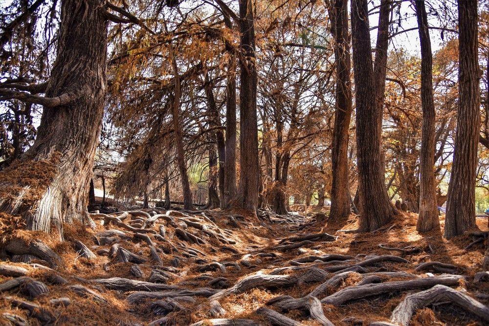 Photograph by Mosqueda Ruben