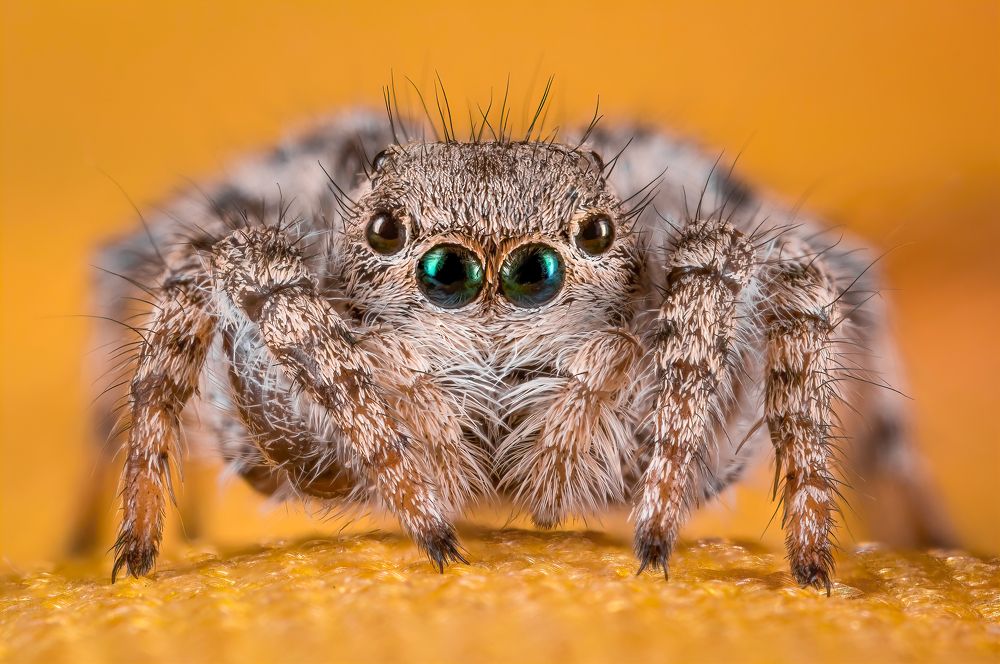 Male Jumping Spider