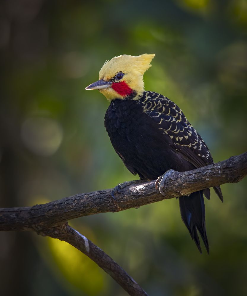 Photograph by André Inidio