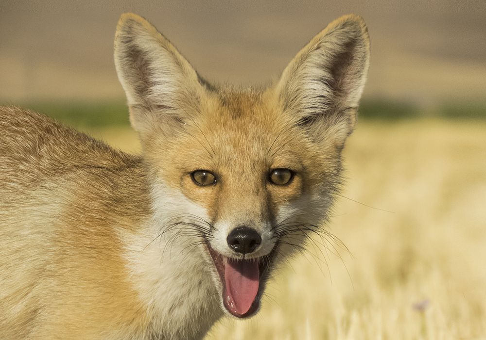 fox laughing