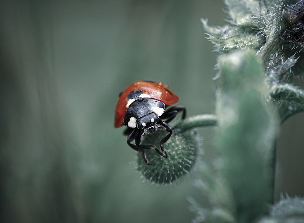 Photograph by Виталий Бокиев