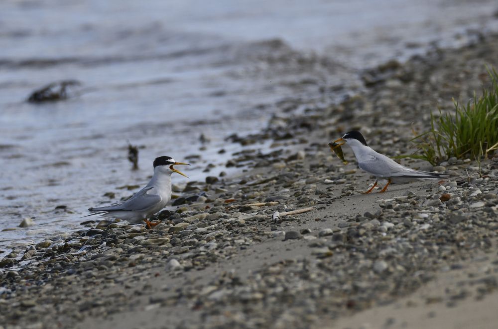 Кавалер приглашает даму