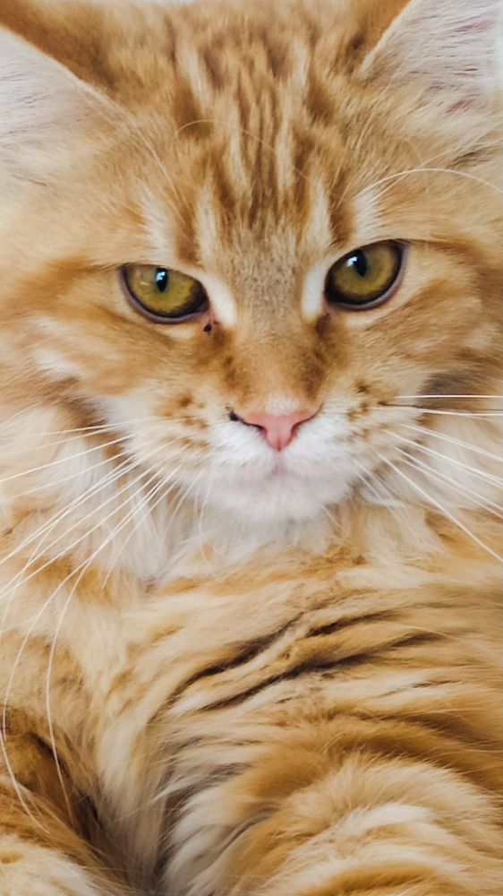 Фотография автора Олег Петреев