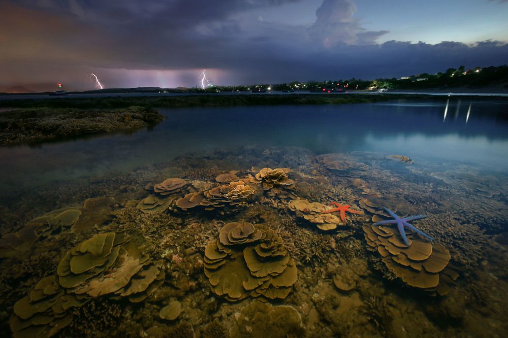 Sea flower garden in a thunderstorm