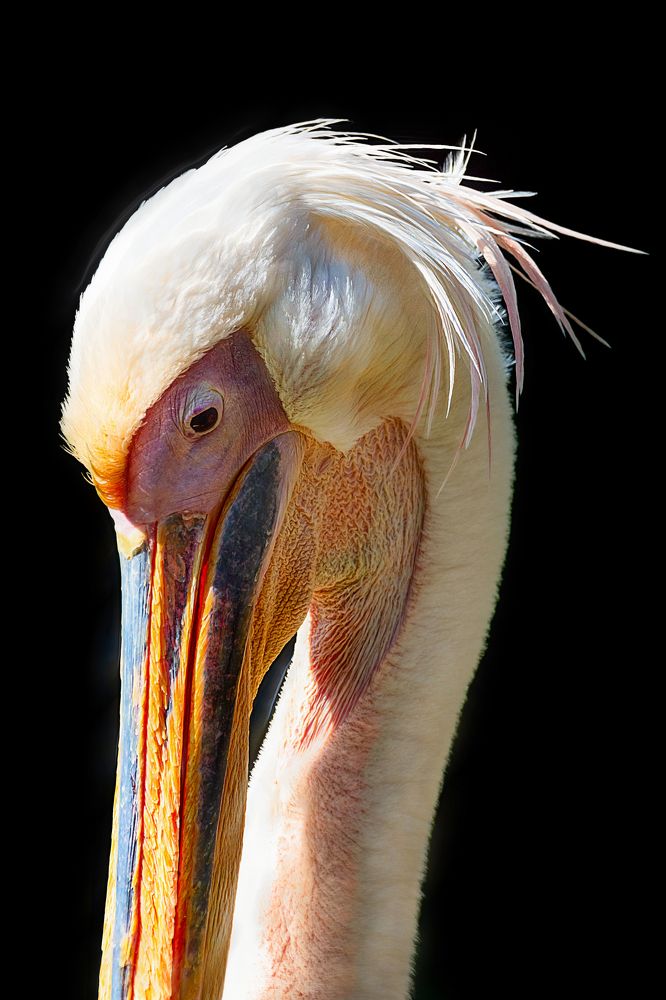 Photograph by David Lerer