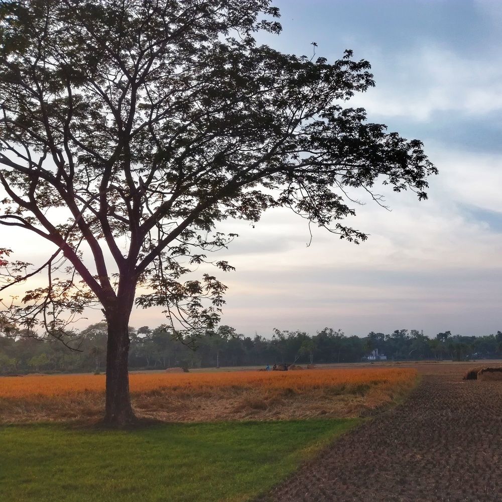Photograph by MD.AZMOL HOSSEN
