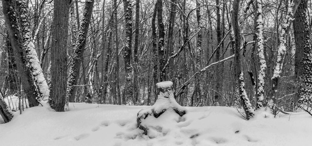 Зима в лесу..