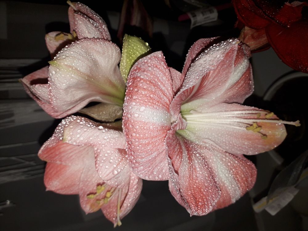 Амариллис Faro