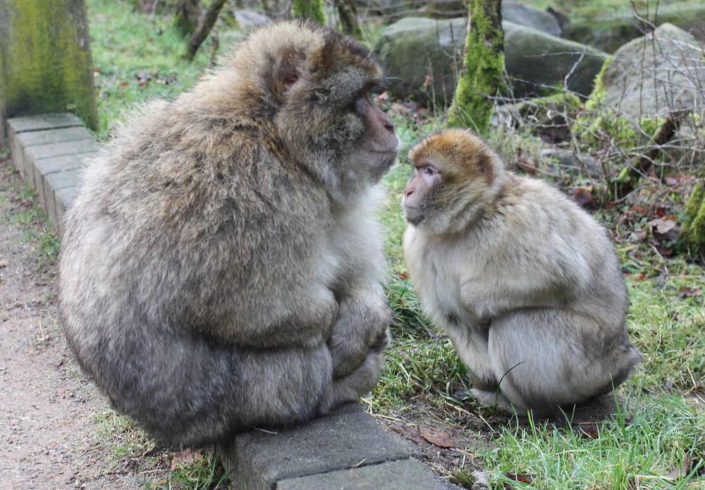 В ожидании Эволюции