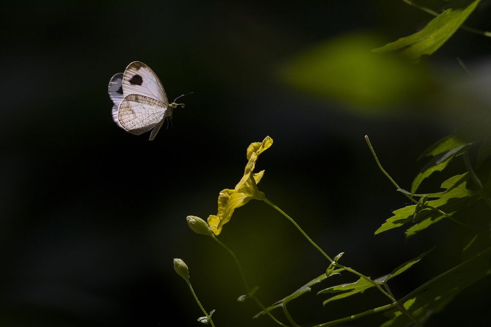 Photograph by Manaska Mukhopadhyay