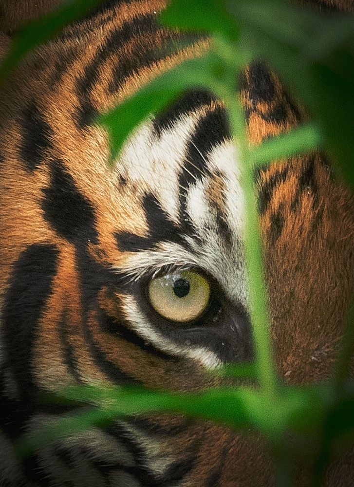 Photograph by Anirudh Vidyabhushan