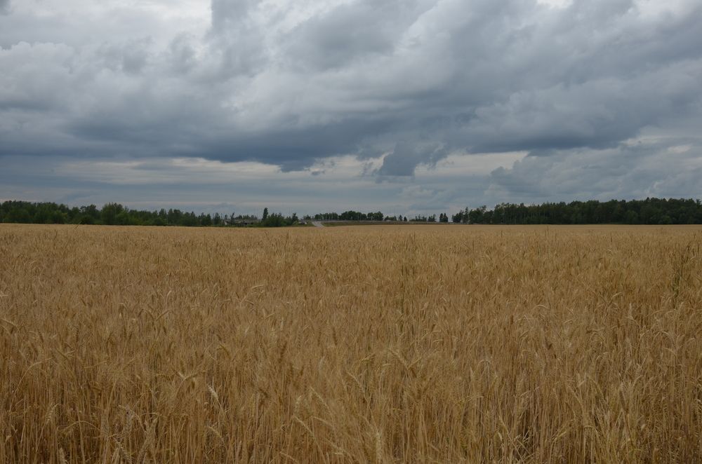 Photograph by Мария Петухова