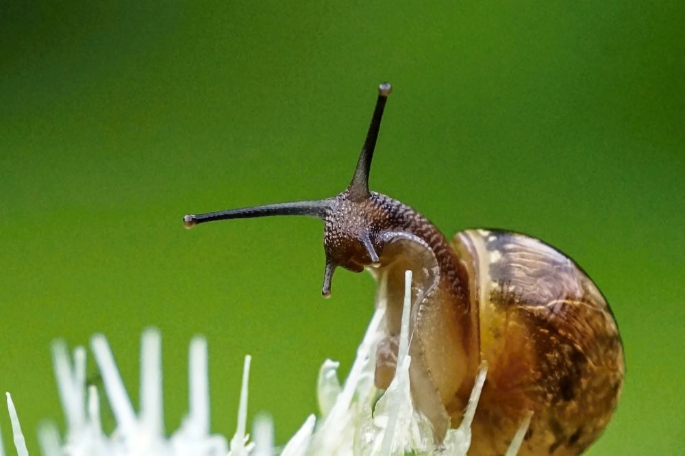 Photograph by Valdis