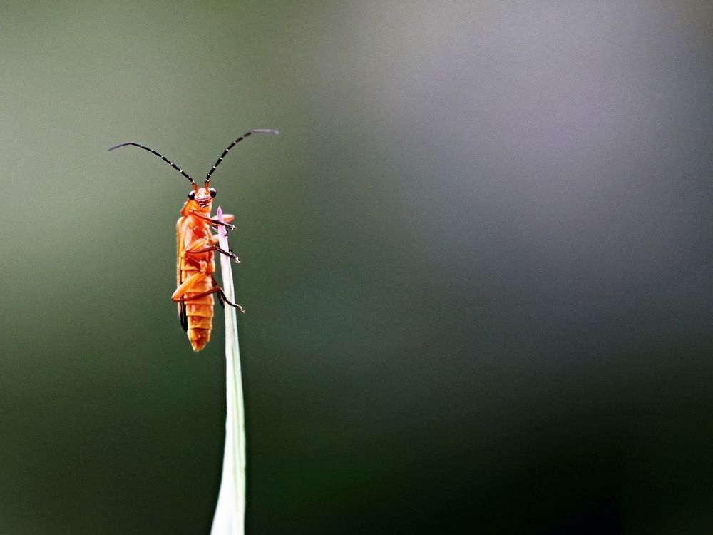 Photograph by Valdis