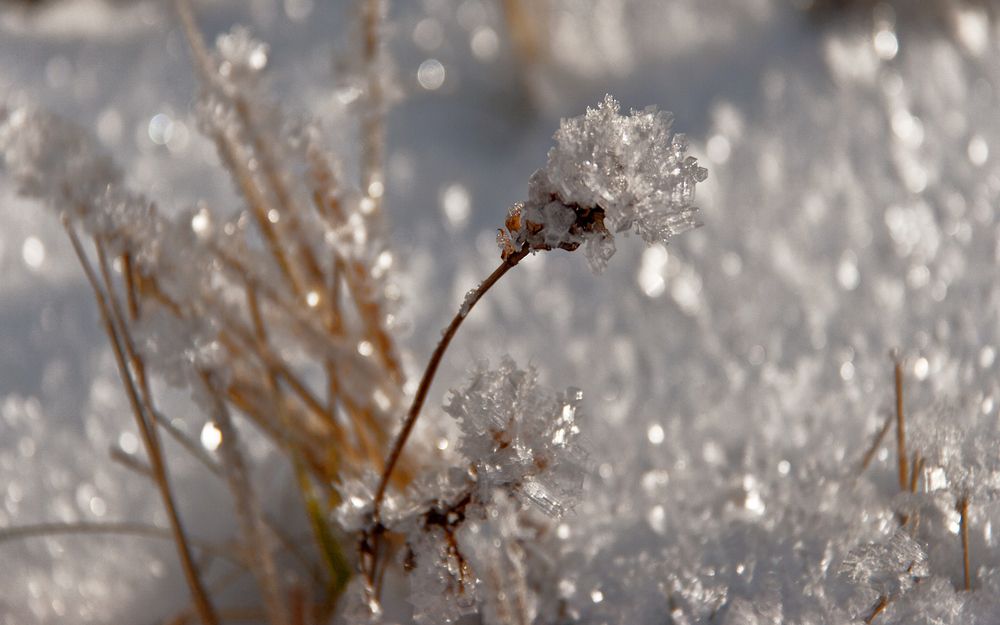 Ледяные цветы у речки Худес