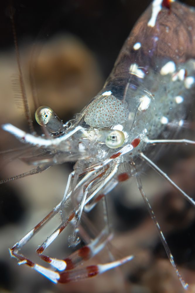 Photograph by Osama Abuassonon