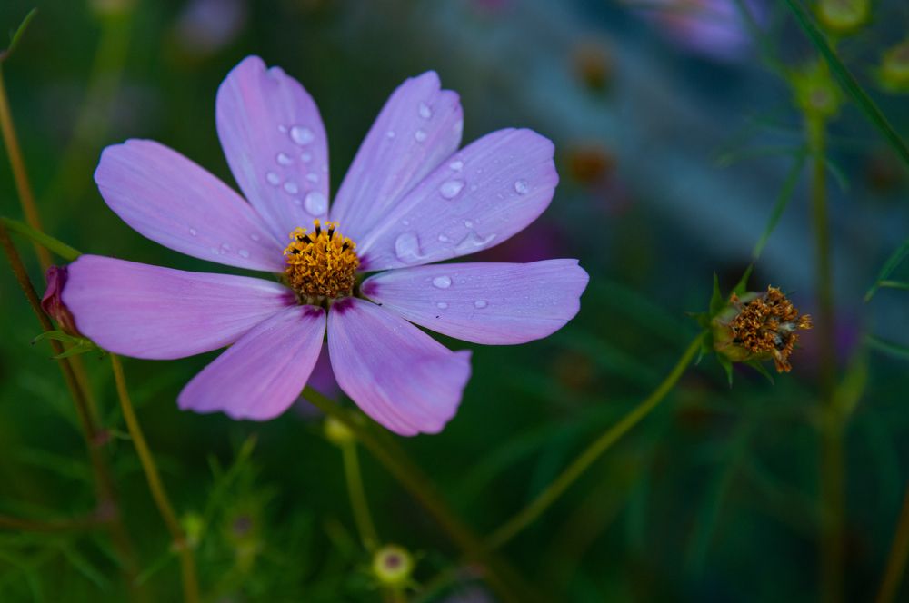 Photograph by Анна Нуразян