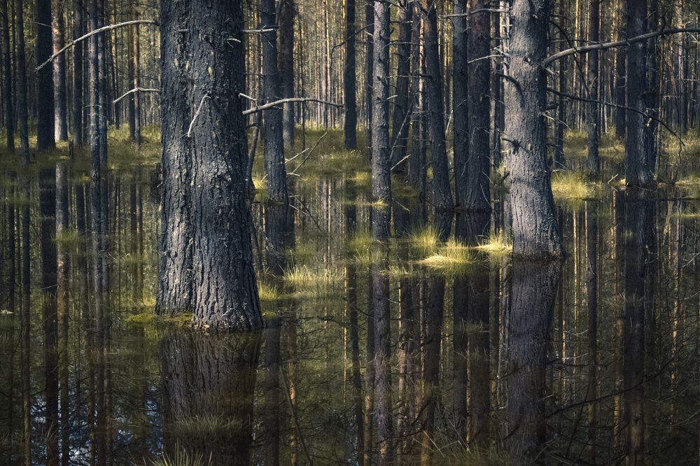 Сосны - великаны