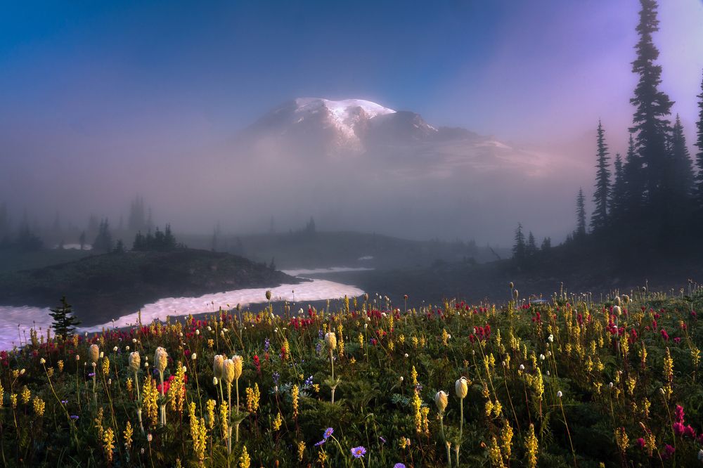 Mystical Flower Carpet