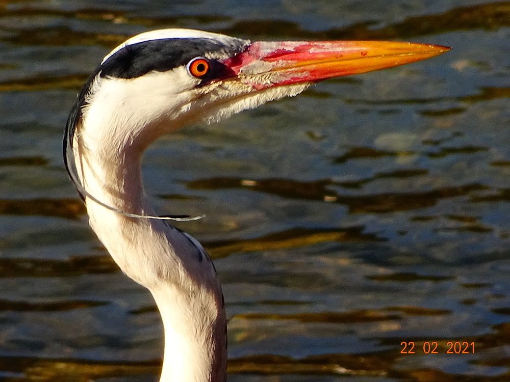 Photograph by Vanči Sešel