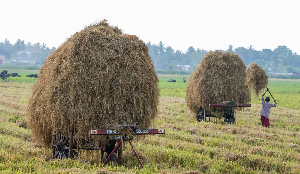 Photograph by Rila Rasheed