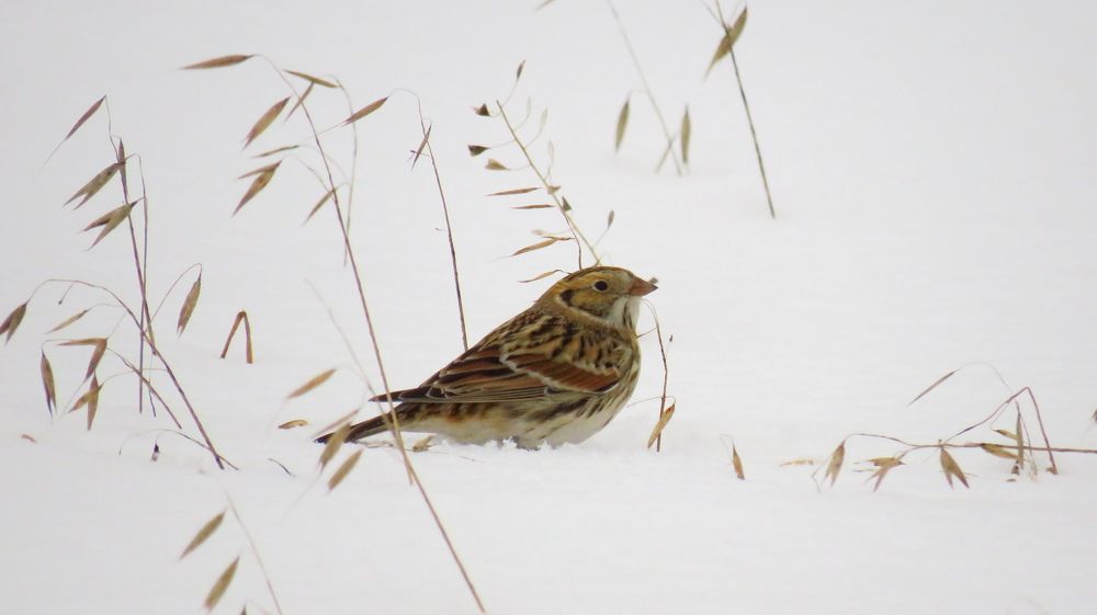 Зимний гость