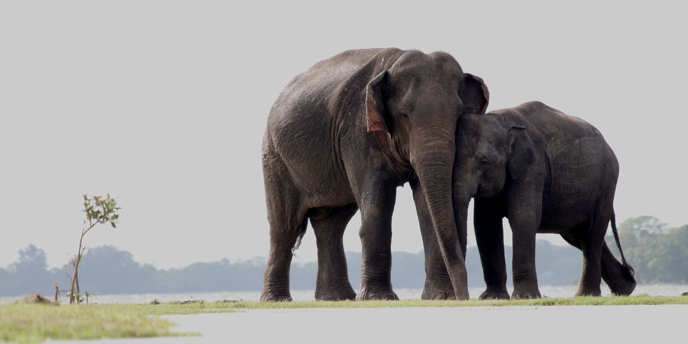 Photograph by Amila Ekanayake