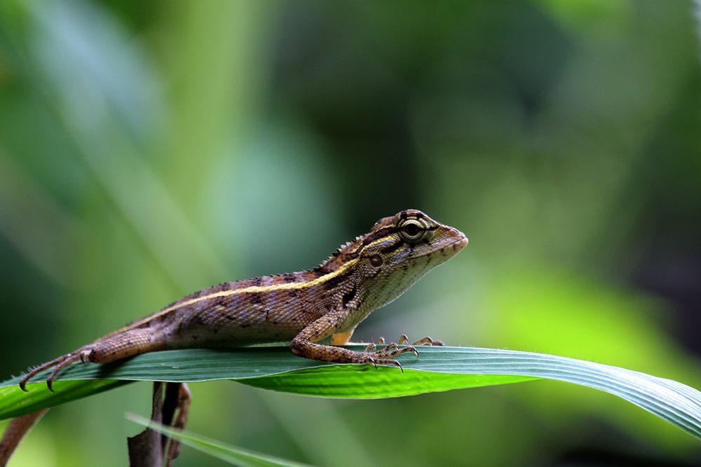 Photograph by Amila Ekanayake
