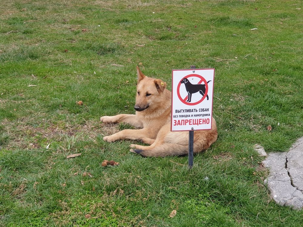 Веселые дни