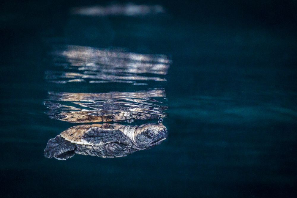 Фотография автора Paula Vianna