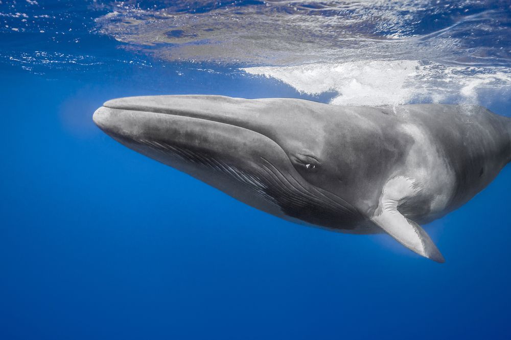 Фотография автора Paula Vianna